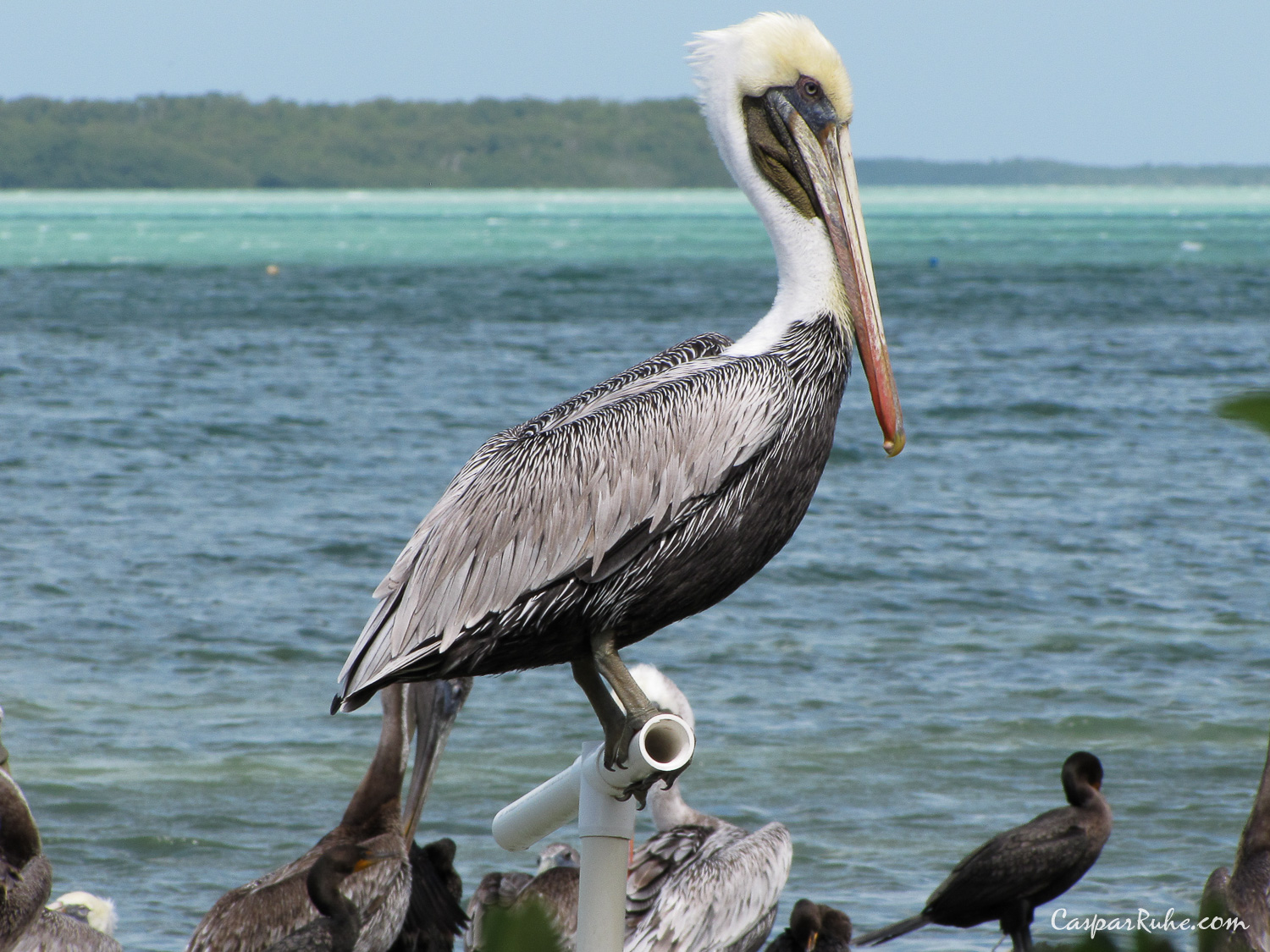 Pelican